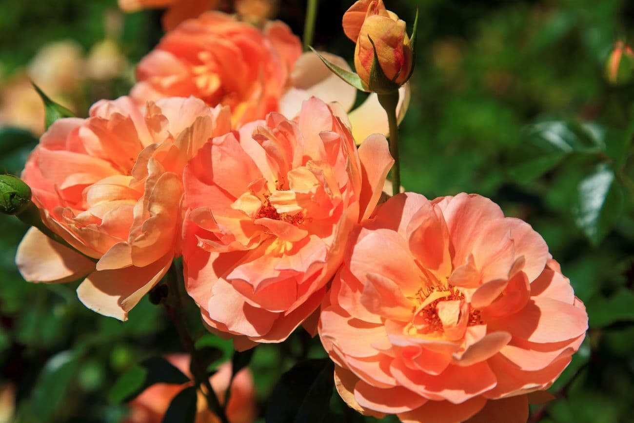 Dni ruží v Badene - Rakúsko, Rakúsko - foto 3