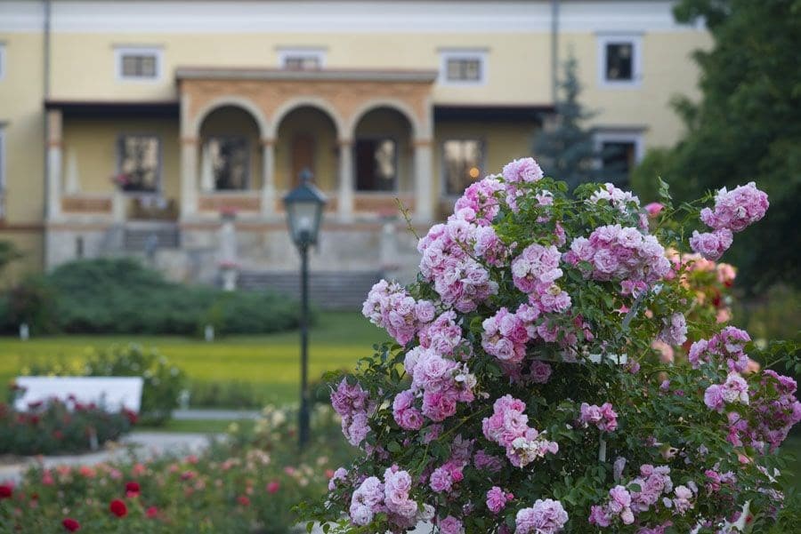 Dni ruží v Badene - Rakúsko, Rakúsko - foto 2