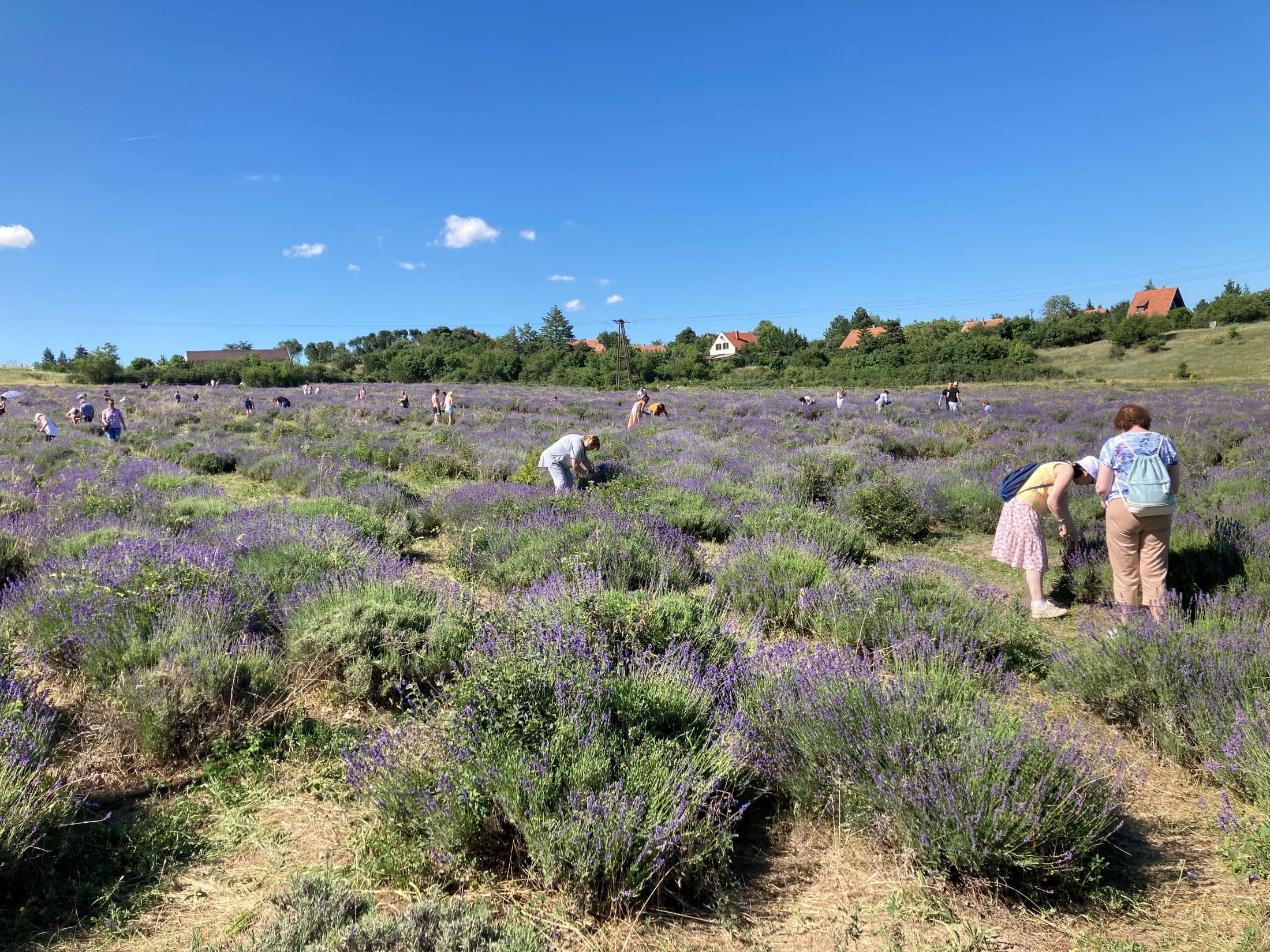 Levanduľové dni - Maďarsko, Maďarsko - foto 3