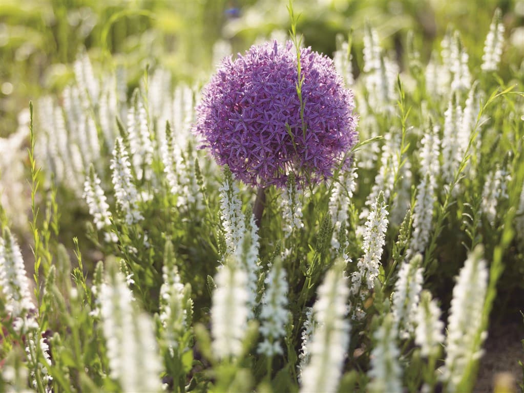 Tullnské záhrady - Rakúsko, Rakúsko - foto 2